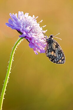 Marbled White (Melanargia galathea) butterfly, adult roosting on Field Scabious (Knautia arvensis) flower, Kent, England, United Kingdom, Europe