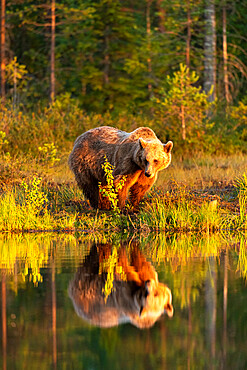 Eurasian brown bear (Ursus arctos arctos) in evening sunlight, reflected in lake, Kuhmo, Finland, Europe