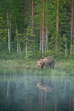 Eurasian brown bear (Ursus arctos arctos) in morning mist, reflected in lake, Kuhmo, Finland, Europe