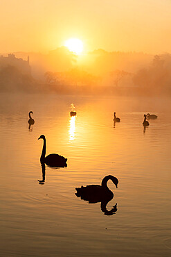 Black swan (Cygnus atratus), at sunrise, Kent, England, United Kingdom, Europe