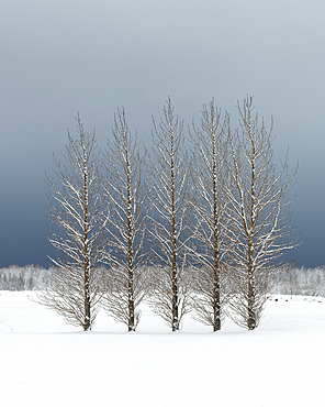 Trees in snowy field, Skogar, Iceland, Polar Regions