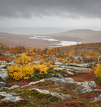 View looking towards Tarvantovaara Wilderness Area with silver birch in autumn colour, Finland, Europe