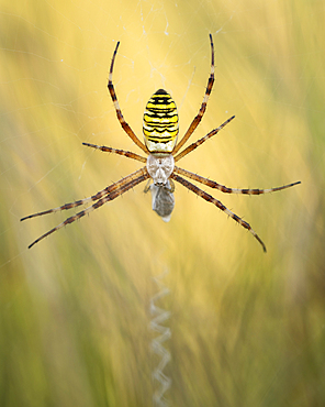 Wasp spider (Argiope bruennichi) on web amongst long grass, Elmley Nature Reserve, Isle of Sheppey, Kent, England, United Kingdom, Europe