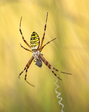 Wasp spider (Argiope bruennichi) on web amongst long grass, Elmley Nature Reserve, Isle of Sheppey, Kent, England, United Kingdom, Europe