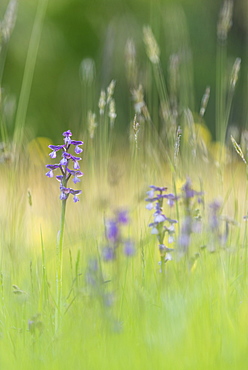 Green-winged orchid (Orchis morio) flowering, growing on meadow in evening sunlight, Marden Meadow Nature Reserve, Kent, England, United Kingdom, Europe