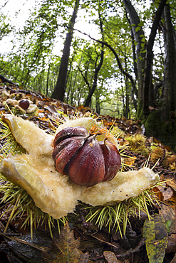 Sweet Chestnut (Castanea sativa) open fruits, amongst leaf litter on woodland floor, United Kingdom, Europe