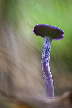 Amethyst Deceiver (Laccaria amethystina) fruiting bodies, growing on woodland floor, United Kingdom, Europe