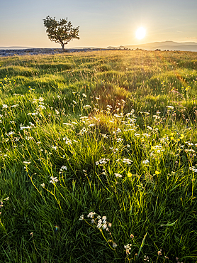 Flowers, grass and lone Hawthorn tree in evening sunlight, Winskill Stones Nature Reserve, Stainforth, Yorkshire Dales National Park, Yorkshire, England, United Kingdom, Europe