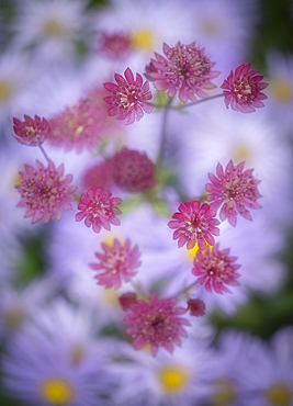 Astrantia with a background of Aster frikartii monch, United Kingdom, Europe