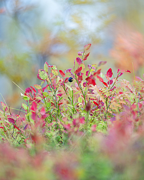 Northern bilberry (Vaccinium uliginosum), in autumn colour, Norway, Scandinavia, Europe