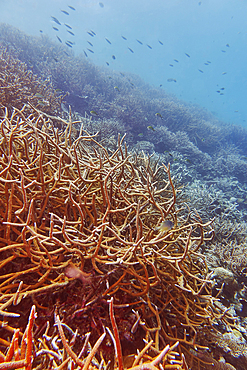 A 'forest' of Staghorn (Acropora species) hard corals, on a coral reef in Gaafu Dhaalu atoll, in the far south of the Maldives, Indian Ocean.