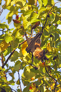 An Indian Flying Fox (Pteropus medius) feeding in a tree on Havodda Island, Gaafu Dhaalu atoll, in the far south of the Maldives, in the Indian Ocean.