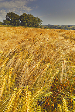 A field of nearly-ripe barley, in a field near Teignmouth, Devon, Great Britain.