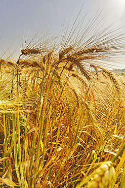 A close-up of nearly-ripe barley, in a field near Teignmouth, Devon, Great Britain.