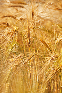 A close-up of nearly-ripe barley, in a field near Teignmouth, Devon, Great Britain.