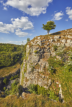 A hawthorn tree, Crataegus species, in flower in spring, on the edge of the cliffs in Cheddar Gorge, in the Mendip Hills, Somerset, Great Britain.