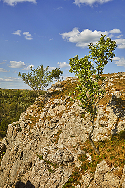 Whitebeam trees (Sorbus aria), growing on the very edge of the cliffs of Cheddar Gorge, in the Mendip Hills, Somerset, Great Britain.