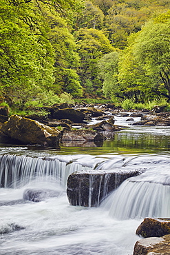 A woodland stream, the River Dart flowing through ancient oak woodland, in the heart of Dartmoor National Park, Devon, England, United Kingdom, Europe