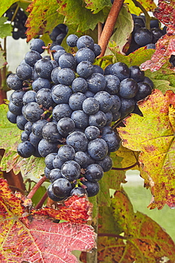 Dornfelder grapes ready for the autumn harvest, at Trevibban Mill Vineyard, near Padstow, Cornwall, England, United Kingdom, Europe