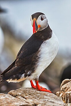 A portrait of an Atlantic Puffin (Fratercula arctica), Staple Island, Farne Islands, Northumberland, northeast England, United Kingdom, Europe