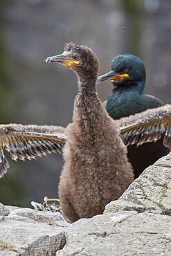 A Shag (Phalacrocorax aristotelis) with a chick, on Staple Island, in the Farne Islands, Northumberland, England, United Kingdom, Europe