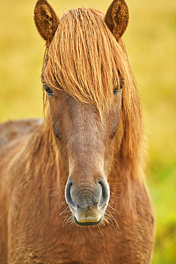 An Icelandic pony in countryside near the town of Stykkisholmur, Snaefellsnes peninsula, west coast of Iceland, Polar Regions