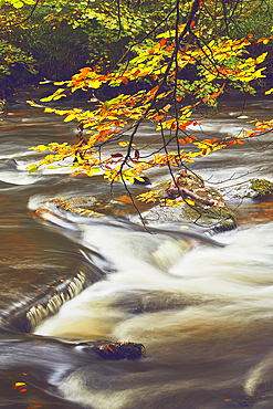 Beech trees in autumn colour, beside the River Barle, at Tarr Steps, near Dulverton, Exmoor National Park, Somerset, England, United Kingdom, Europe