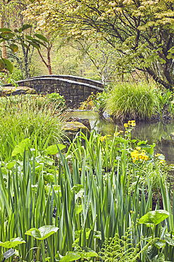 A shady plant-lined stream runs through the heart of the garden, RHS Rosemoor Garden, Great Torrington, Devon, England, United Kingdom, Europe