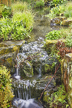 A shady plant-lined stream runs through the heart of the garden, RHS Rosemoor Garden, Great Torrington, Devon, England, United Kingdom, Europe