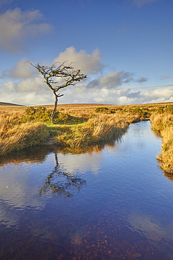 Autumn across the marshy open moors of Dartmoor, Gidleigh Common, near Chagford, Dartmoor National Park, Devon, England, United Kingdom, Europe