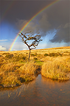 Autumn across the marshy open moors of Dartmoor, Gidleigh Common, near Chagford, Dartmoor National Park, Devon, England, United Kingdom, Europe