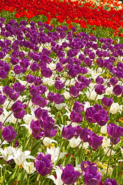 Field of Dutch tulips near Amsterdam. The Netherlands, Europe