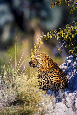 Leopard (Panthera pardus) resting on a termite mound, Moremi, Okavango Delta, Botswana, Africa