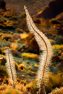 Teide National Park, UNESCO World Heritage Site, Tenerife, Canary Islands, Spain, Europe