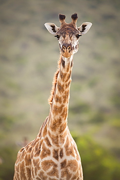 Giraffe, Masai Mara, Kenya, East Africa, Africa