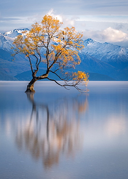 Wanaka Tree, Lake Wanaka with the snow capped peaks of Mount Aspiring National Park, Otago, South Island, New Zealand, Pacific