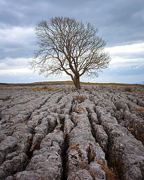 A lone weathered tree in amongst the limestone pavement of the Yorkshire Dales National Park, Yorkshire, England, United Kingdom, Europe