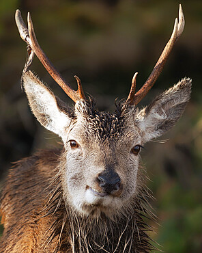 Smiling young red deer stag, Glencoe, Scottish Highlands, Scotland, United Kingdom, Europe