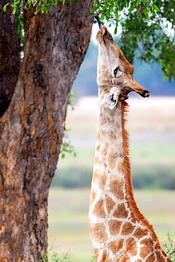 Giraffe, Chobe National Park, Botswana, Africa