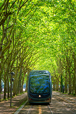 Tram under the trees, Bordeaux, Gironde, Aquitaine, France, Europe