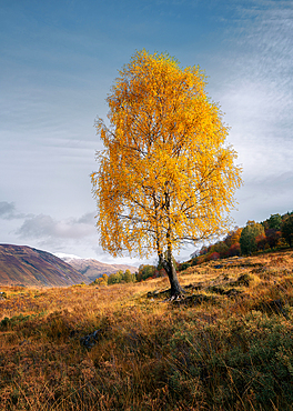 Autumn tree in the Scottish Highlands, Scotland, United Kingdom, Europe