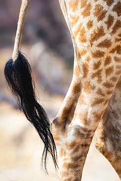 Giraffe tail, Hwange National Park, Zimbabwe