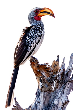 Yellow billed hornbill, Botswana, Africa