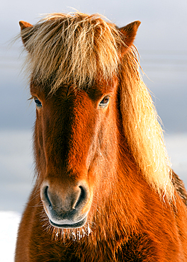 An Icelandic horse portrait in winter, Iceland, Polar Regions