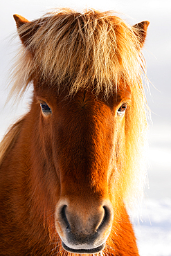 An Icelandic horse portrait in winter, Iceland, Polar Regions