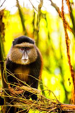 Golden Monkey in Volcanoes National Park, Rwanda, Africa