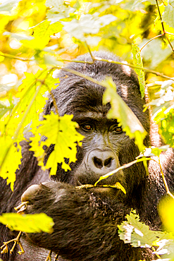 Mountain Gorillas in Bwindi Impenetrable Forest National Park, UNESCO World Heritage Site, Uganda, East Africa, Africa