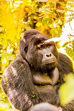 Mountain Gorillas in Bwindi Impenetrable Forest National Park, UNESCO World Heritage Site, Uganda, East Africa, Africa