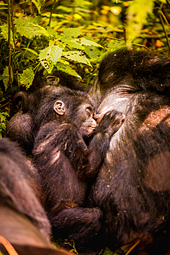 Mountain Gorillas in Bwindi Impenetrable Forest National Park, UNESCO World Heritage Site, Uganda, East Africa, Africa