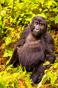 Mountain Gorillas in Bwindi Impenetrable Forest National Park, UNESCO World Heritage Site, Uganda, East Africa, Africa